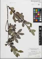 Foto von Salix glabra Scop.
